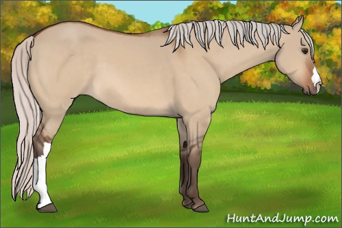Horse Color:Silver Bay Dun