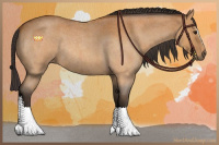 Horse Color:Buckskin Roan Sabino Rabicano 