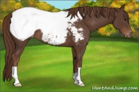 Horse Color:Liver Chestnut Appaloosa
