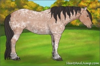 Horse Color:Bay Ice 