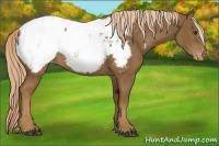 Horse Color:Chocolate Palomino Appaloosa 