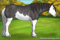 Horse Color:Platinum Smoky Black Splash Appaloosa Rabicano