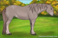 Horse Color:Platinum Chestnut Sabino
