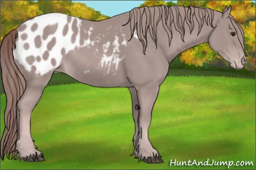 Horse Color:Platinum Chestnut Appaloosa Rabicano 