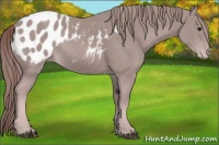 Horse Color:Platinum Chestnut Appaloosa Rabicano 