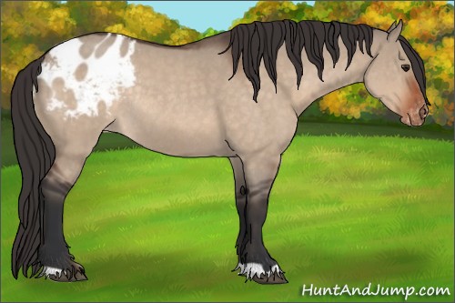 Horse Color:Bay Roan Dun Appaloosa Rabicano