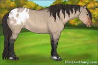 Horse Color:Bay Roan Dun Appaloosa Rabicano 