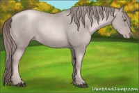 Horse Color:Platinum Liver Chestnut Pearl Rabicano 
