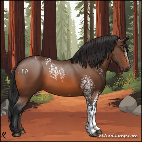 Horse Color:White Spotted Bay 