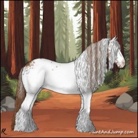 Horse Color:White Spotted Chestnut 