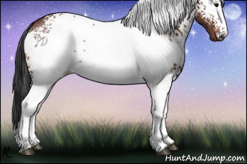 Horse Color:White Spotted Bay