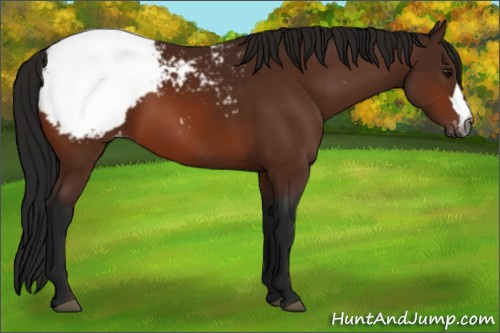 Horse Color:Gray Bay Appaloosa