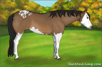 Horse Color:Gray Bay Dun Splash Appaloosa