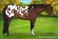 Horse Color:Gray Buckskin Appaloosa