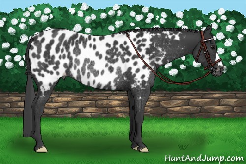 Horse Color:Black Appaloosa Rabicano 