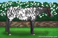 Horse Color:Black Appaloosa Rabicano 