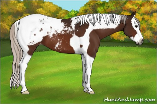 Horse Color:Gray Silver Brown Splash Tobiano Appaloosa 