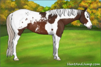 Horse Color:Gray Silver Brown Splash Tobiano Appaloosa