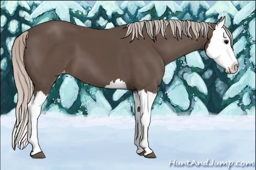 Horse Color:Silver Black Splash Appaloosa