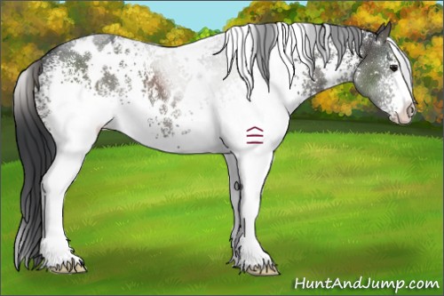 Horse Color:White Spotted Grullo