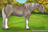 Horse Color:Silver Black Tobiano 