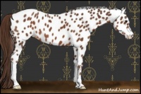 Horse Color:Liver Chestnut Appaloosa 