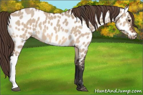 Horse Color:Bay Dun Near Leopard