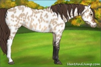 Horse Color:Bay Dun Near Leopard 