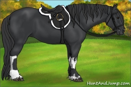 Horse Color:Black  and Black 