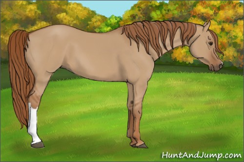 Horse Color:Red Dun 