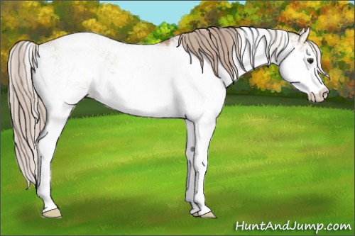 Horse Color:Red Dun Sabino Rabicano