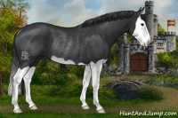 Horse Color:Black Splash Rabicano 