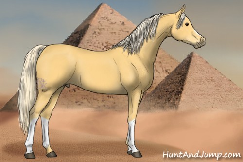 Horse Color:Palomino