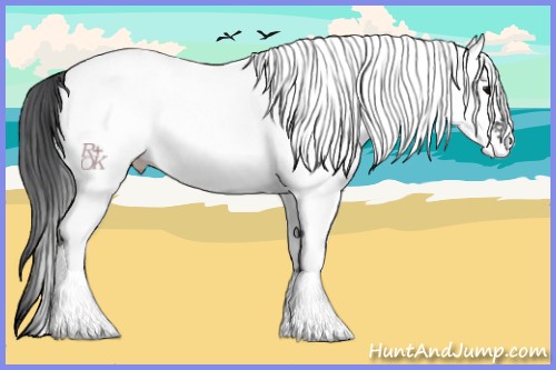 Horse Color:White Spotted Black