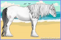Horse Color:White Spotted Black 