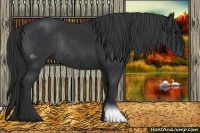 Horse Color:Black Rabicano 