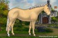 Horse Color:Palomino