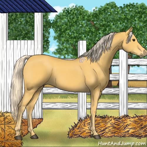 Horse Color:Palomino 