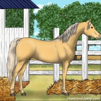Horse Color:Palomino