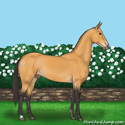Horse Color:Buckskin 