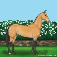 Horse Color:Buckskin 