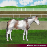 Horse Color:White Spotted Bay 
