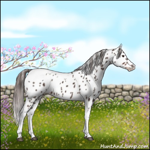 Horse Color:Liver Red Roan Tobiano Appaloosa Rabicano 