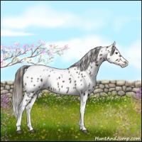 Horse Color:Liver Red Roan Tobiano Appaloosa Rabicano 
