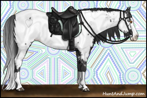 Horse Color:Black Splash Near Fewspot