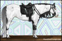 Horse Color:Black Splash Near Fewspot