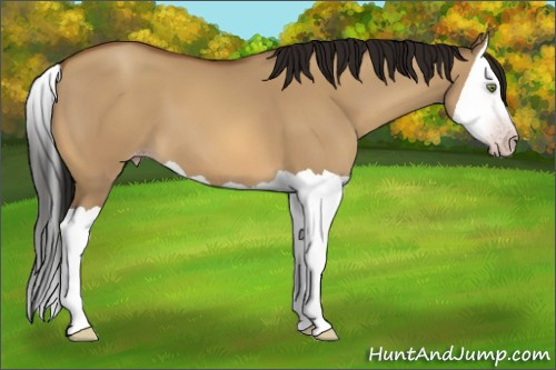 Horse Color:Gray Amber Champagne Dun Splash 