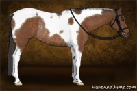 Horse Color:Buckskin Tobiano Rabicano 