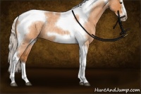 Horse Color:Silver Buckskin Roan Splash Tobiano Frame Rabicano 