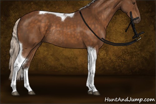 Horse Color:Silver Buckskin Tobiano Rabicano 